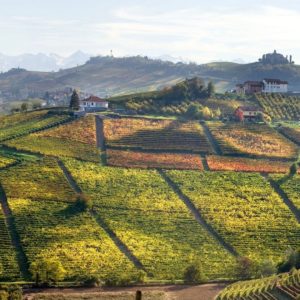 The Italian - Negretti Box